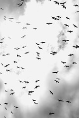 Cielo nublado repleto de pájaros