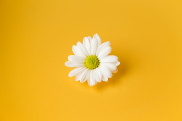 One white daisy flower on yellow background