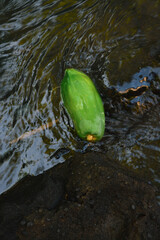 A falling papaya is carried by a river