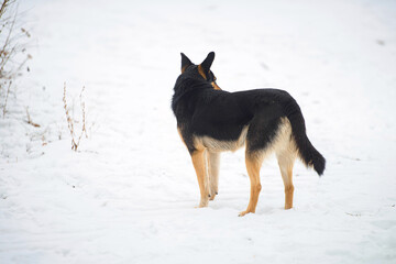 portrait of a farm mongrel dog in winter
