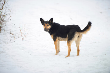 portrait of a farm mongrel dog in winter