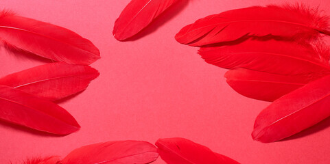 a row of real feathers on a red background