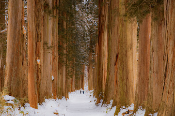 Cedar trees lined with snow