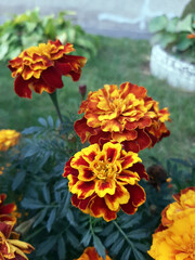 orange flowers in the garden