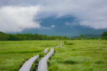 Marshland and Wooden Path