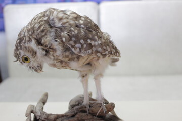 búho Athene cunicularia