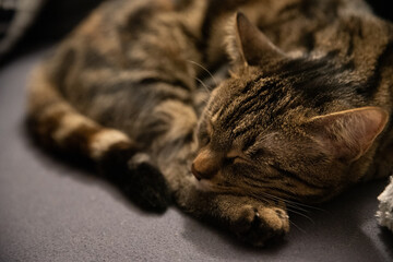 Kociak śpiący na kanapie - obrazy, fototapety, plakaty