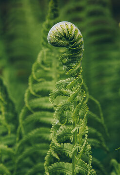 leaf