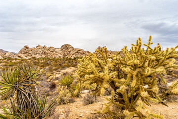 USA, South California, Landscape and Cactus in the Joshua Tree National Park
