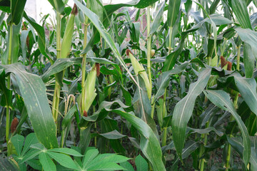 Corn fruit in the plantation. corn that is ready for harvest in the corn field 