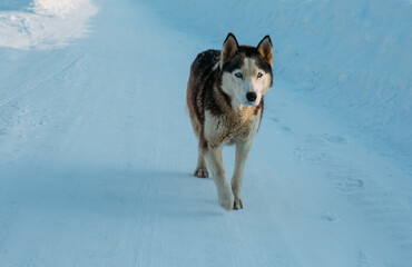 husky on the snow