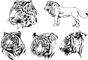 vector drawings sketches different predator , tigers, lions, cheetahs and leopards are drawn in ink by hand , objects with no background
