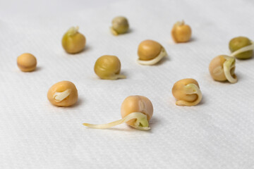 Sprouting seeds before sowing. Seeds close-up on a napkin. The concept of domestic farming, agriculture, growing ecological vegetables.