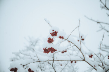 Vogelbeeren im Winter