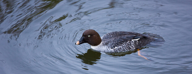 PORRON OSCULADO (Bucephala clangula)