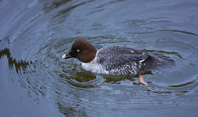 PORRON OSCULADO (Bucephala clangula)