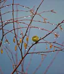 MOSQUITERO COMUN   (Phylloscopus collybita)