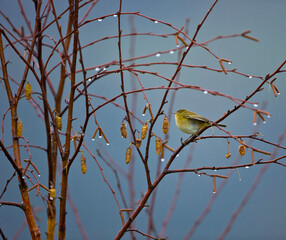 MOSQUITERO COMUN   (Phylloscopus collybita)