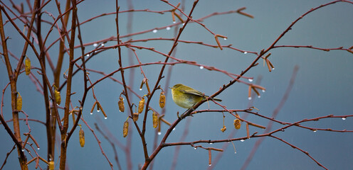 MOSQUITERO COMUN   (Phylloscopus collybita)