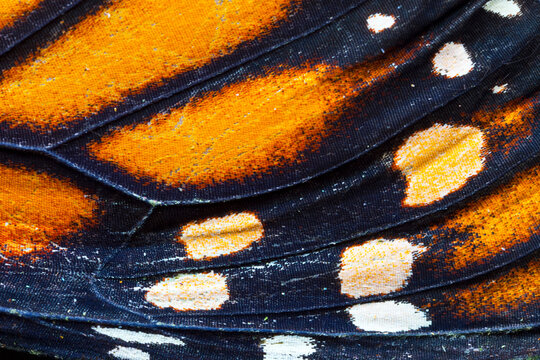 MARIPOSA MONARCA (Danaus plexippus). Ocelo (mancha redonda y multicolor con apariencia de ojo y su funci&oacute;n biol&oacute;gica se asocia con el mimetismo)