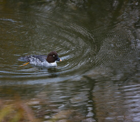 PORRON OSCULADO (Bucephala clangula)