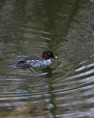 PORRON OSCULADO (Bucephala clangula)