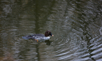 PORRON OSCULADO (Bucephala clangula)