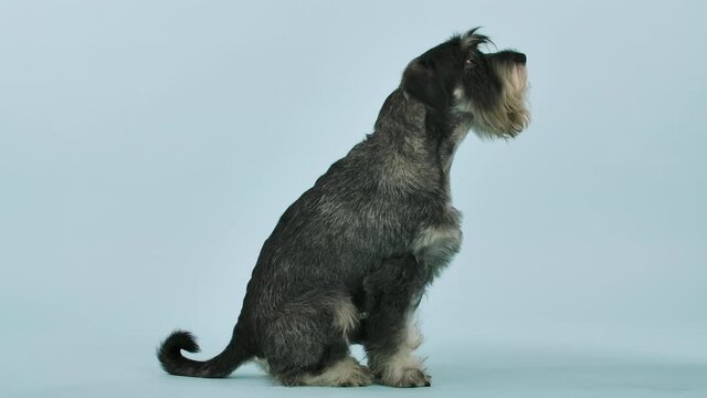 Profile portrait of Mitelschnauzer in the studio on a bluish background. The dog sits in full growth, licks its lips, then stands on its hind legs. Slow motion. Close up.