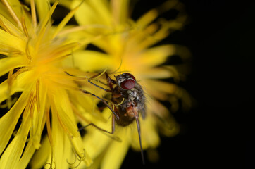 Small fly on a bright yellow dandelion flower