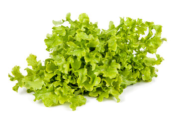 Fototapeta na wymiar Fresh decorative lettuce isolated on the white background. View from another angle in the portfolio.