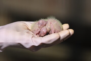 Parakeets, budgerigars and cockatiels in the park birdhouse.