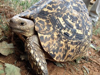 Turtle Tarangire National Park Tanzania