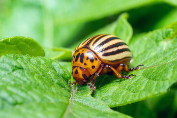 Crop pest, the Colorado potato beetle sits on the leaves of potatoes