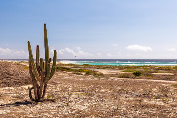 Large cactus, ocean in the background; Aruba