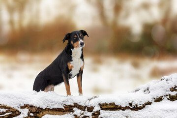 Dog sitting behind a fallen log in the snow in winter, Appenzeller sennenhund