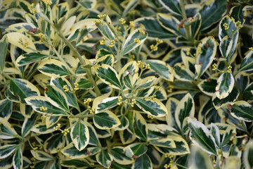 Euonymus gray beauty plant. White and green leaves.Fresh foliage. Garden, park or wild nature plant. Beautiful summer nature.