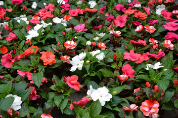Impatiens walleriana flowers. Beautiful fresh flowers. Summer nature. Garden, park or wild nature plant.