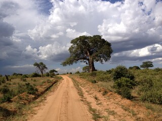 tree Tarangire National Park Tanzania
