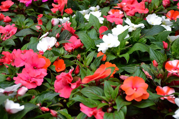 Impatiens walleriana flowers. Beautiful fresh flowers. Summer nature. Garden, park or wild nature plant.