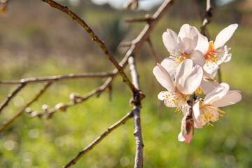 Close-up of almond blossoms (Prunus dulcis) on a sunny day. First flowers blooming on the tree