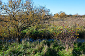 Winter in the wetland lagoon area near Grado, Friuli-Venezia Giulia, north east Italy
