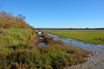 Fototapeta premium Winter in the wetland lagoon area near Grado, Friuli-Venezia Giulia, north east Italy 