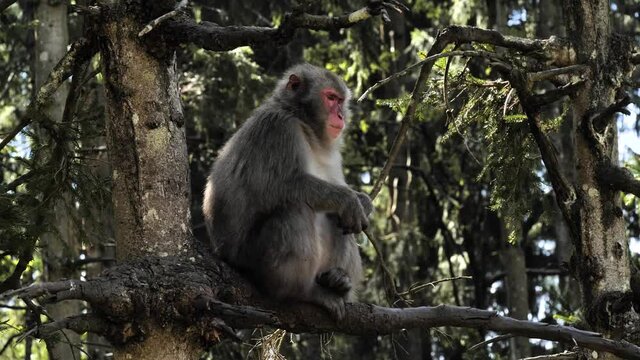 Alpha japan macaque sitting on tree clapping