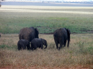 Fototapeta premium Elephant Tarangire National Park Tanzania