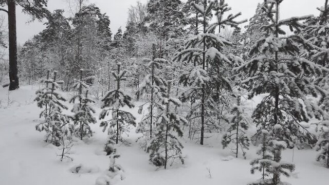 panorama of the winter forest on a cloudy day