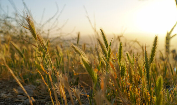 Cogon grass in a beautiful sunset view. Landscape and nature background. - Powered by Adobe