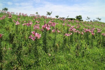 field of flowers