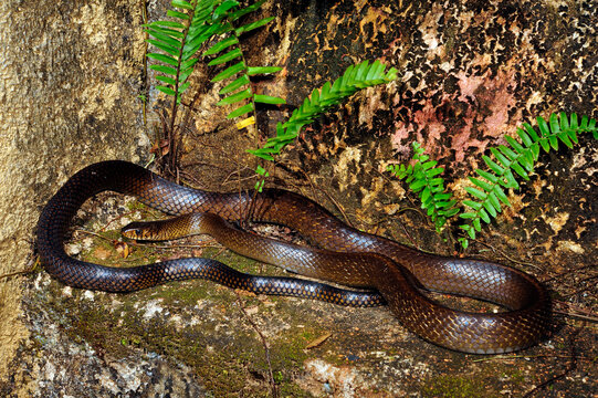 Dhaman, Oriental Ratsnake // Asiatische Rattenschlange (Ptyas mucosa) - Sri Lanka