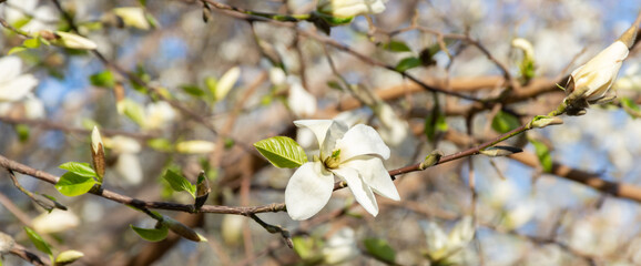 branch with buds of white magnolia blooms on a background of blue sky in early spring