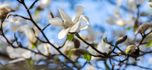 branch with buds of white magnolia blooms on a background of blue sky in early spring